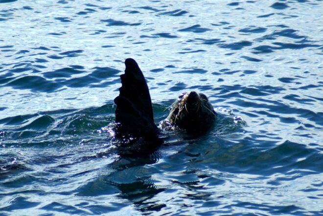 Auckland: Tikapa Moana Whales and Dolphins Wildlife Cruise - Common Questions