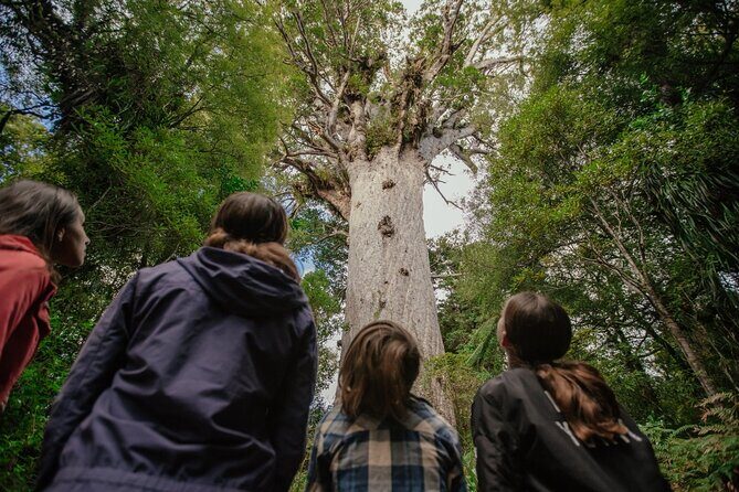 Auckland to Paihia via West Coast Small Group Tour (One Way) - Good To Know