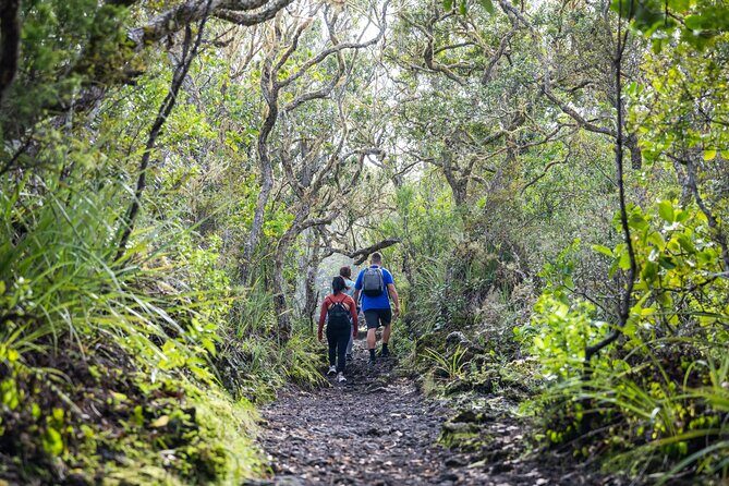 Auckland to Rangitoto Island Ferry - Who Should Consider This Experience?