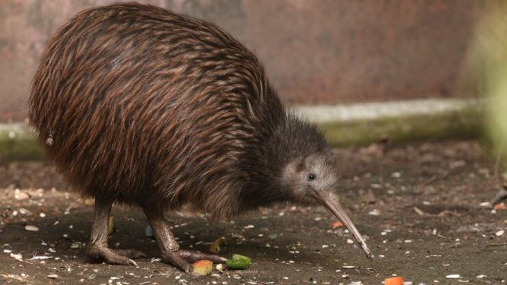 Auckland to Rotorua Small Group Tour & Activity Add-Ons - Experience