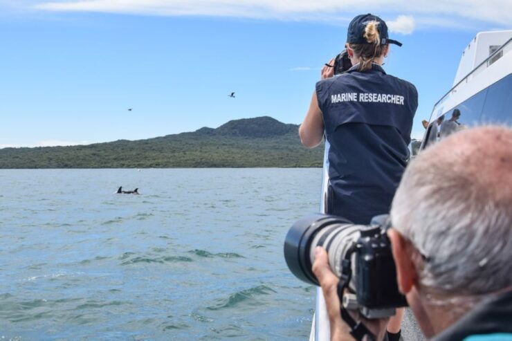Auckland: Whale and Dolphin Watching Half-Day Eco Cruise - Experience