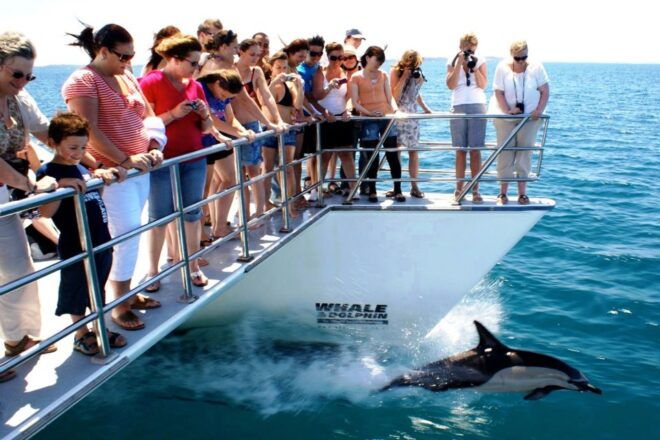 Auckland: Whale and Dolphin Watching Half-Day Eco Cruise - Similar Water Activities