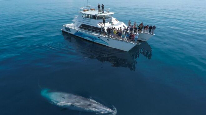 Auckland: Whale and Dolphin Watching Half-Day Eco Cruise - Customer Reviews