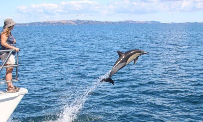 Auckland: Whale and Dolphin Watching Half-Day Eco Cruise - Product Details