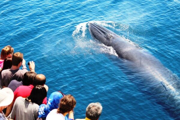Auckland: Whale and Dolphin Watching Half-Day Eco Cruise - Common Questions