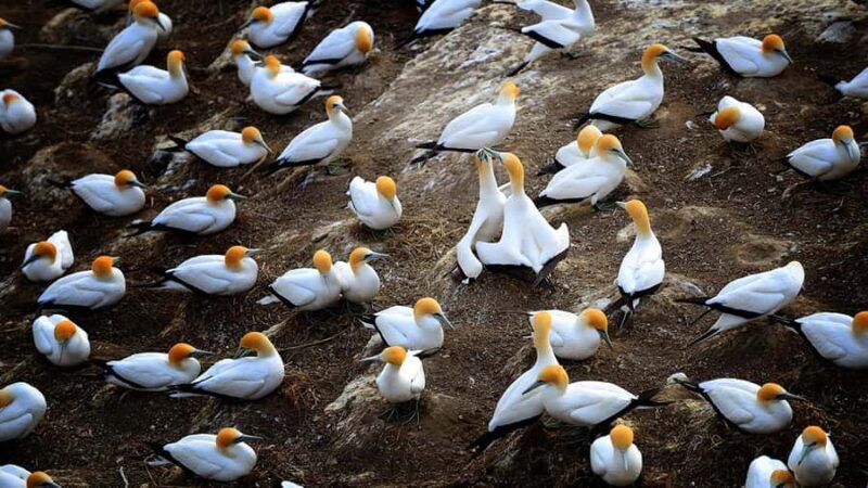 Auckland: Wild West Coast, Black Sand Beaches Tour inc Lunch - Practical Details & What You’ll Love