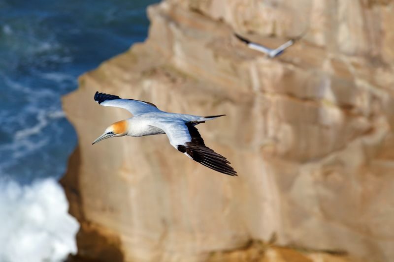 Auckland Wine Country Tour with Lunch - Muriwai Beach and the west coast