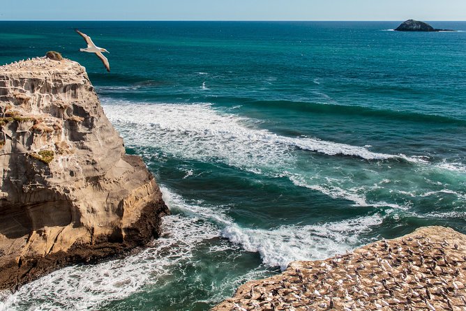 Aucklands West Coast - Piha/ Muriwai - Wild West Tour - Pricing and Booking Details