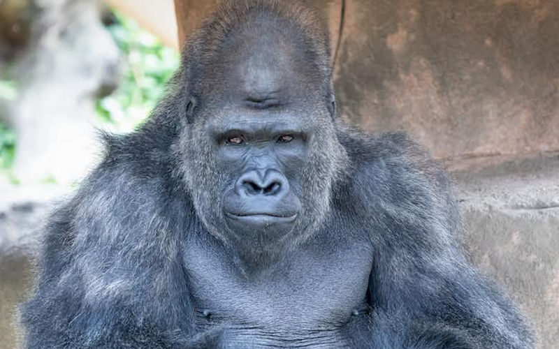 Audubon Zoo Ticket - Start with the animals, then take your time
