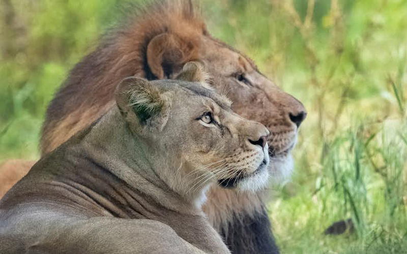 Audubon Zoo Ticket - Jaguar Jungle and the big cats