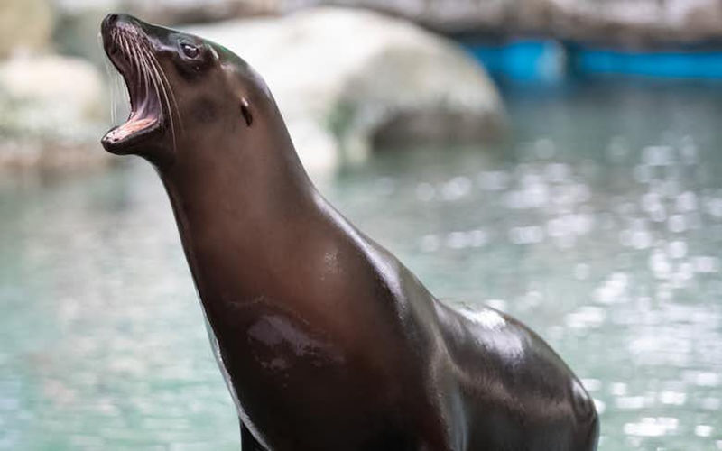 Audubon Zoo Ticket - Monkey Hill and Watoto Farm for families