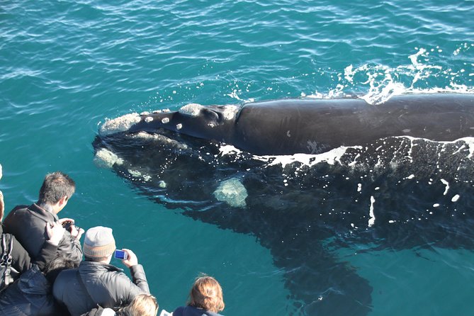 Augusta Whale Watching Eco Tour - Guaranteed Lowest Price