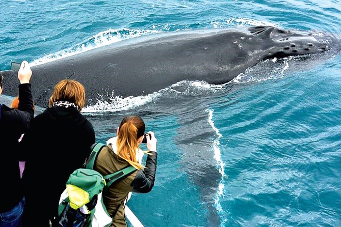 Augusta Whale Watching Eco Tour - Spotting Marine Animals
