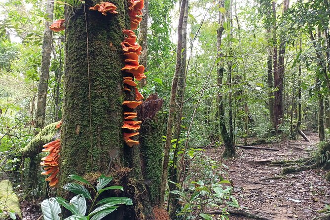 Aural Mountain Trek: Cambodia Tallest Peak Challenge - Common Questions