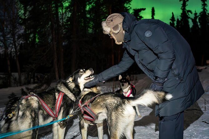 Aurora Activity at Sluice Box Sled Dogs - Good To Know