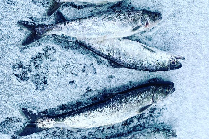 Aurora Ice" - Ice Fishing & Salmon Dinner Tour - Tour Overview