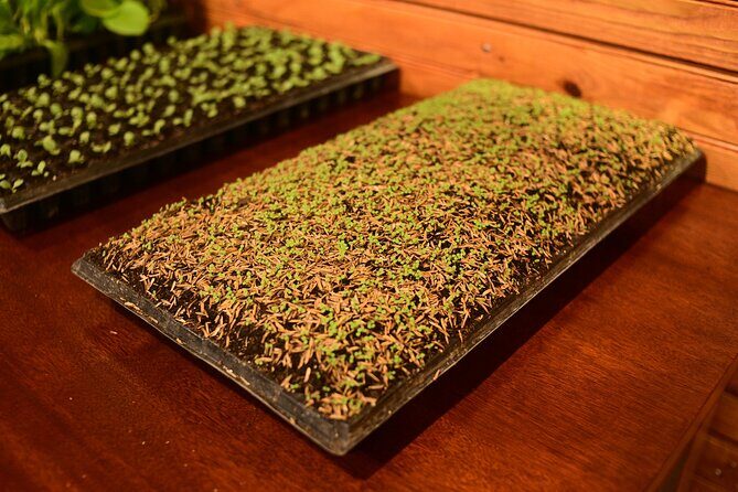 Aurora Premium Sensory Tasting Pairing, and Fine Cigar Experience - A Closer Look at the Experience