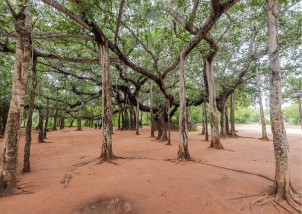 Auroville Guided Walking Tour - The Sum Up