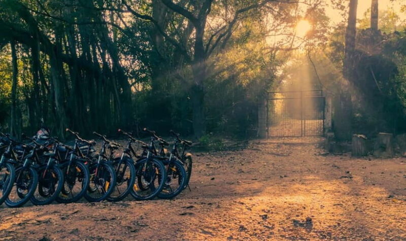 Auroville: Nature Trail Forest Cycling Adventure - Authentic Reviews & Insights