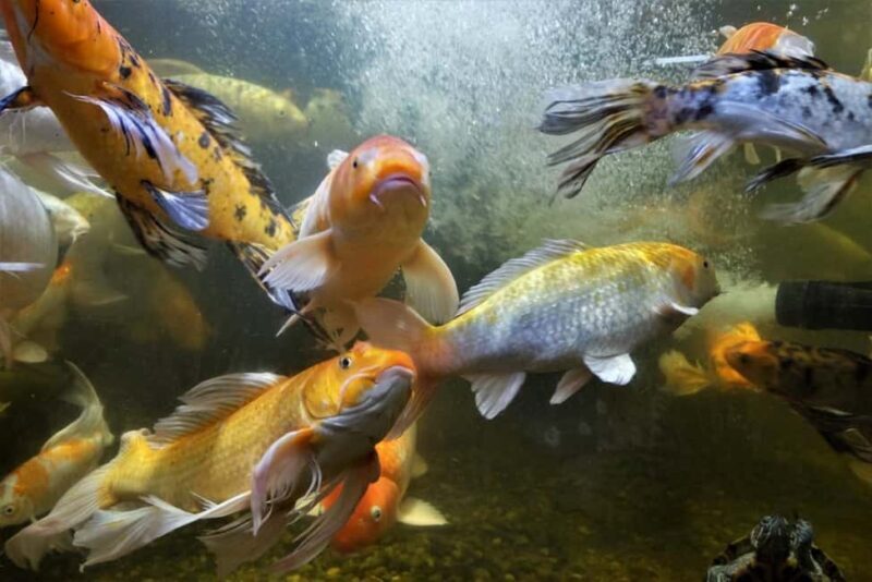 Austin Aquarium Entry Ticket - The Sum Up: Who Will Love the Austin Aquarium?