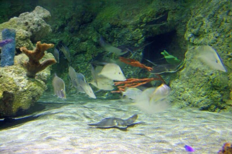 Austin Aquarium Entry Ticket - Frequently Asked Questions