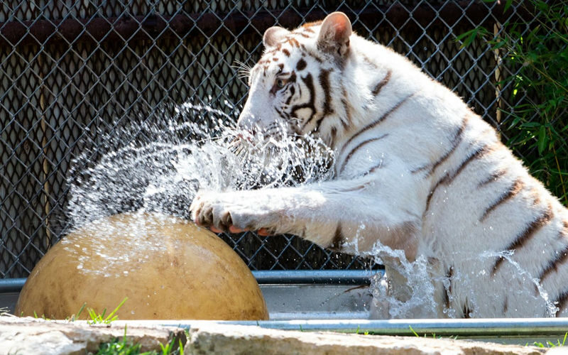 Austin Zoo Ticket - Key points to know