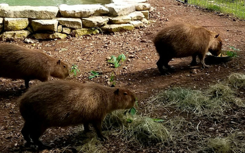 Austin Zoo Ticket - A rescue-focused zoo west of Austin