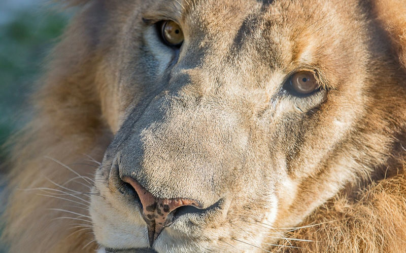 Austin Zoo Ticket - The train, picnic and small comforts