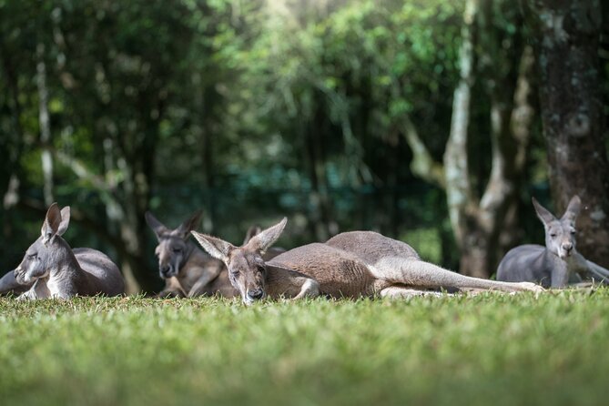 Australia Zoo Day Trip From Brisbane - Traveler Photos and Reviews