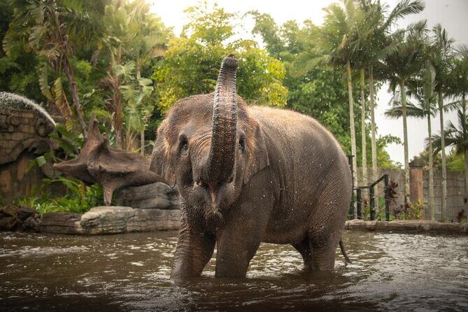 Australia Zoo Private Group Tour from Brisbane - The Allure of the Australia Zoo