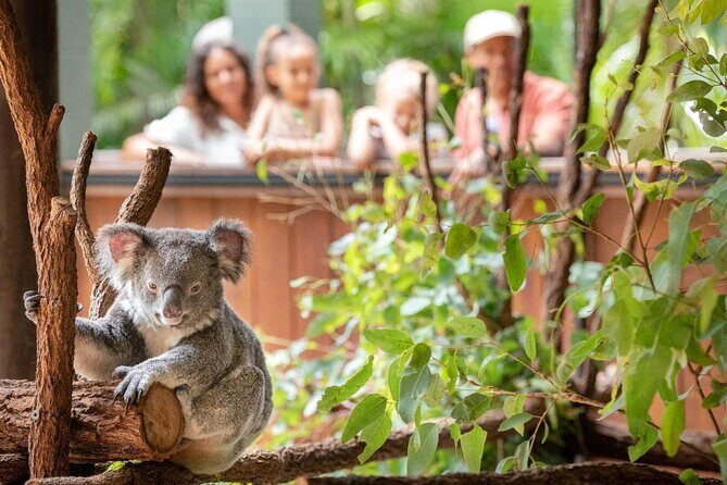 Australia Zoo Private Group Tour from Brisbane - The Practicalities