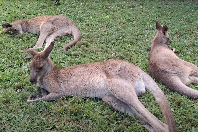 Australia Zoo Private Group Tour from Brisbane - Final Thoughts