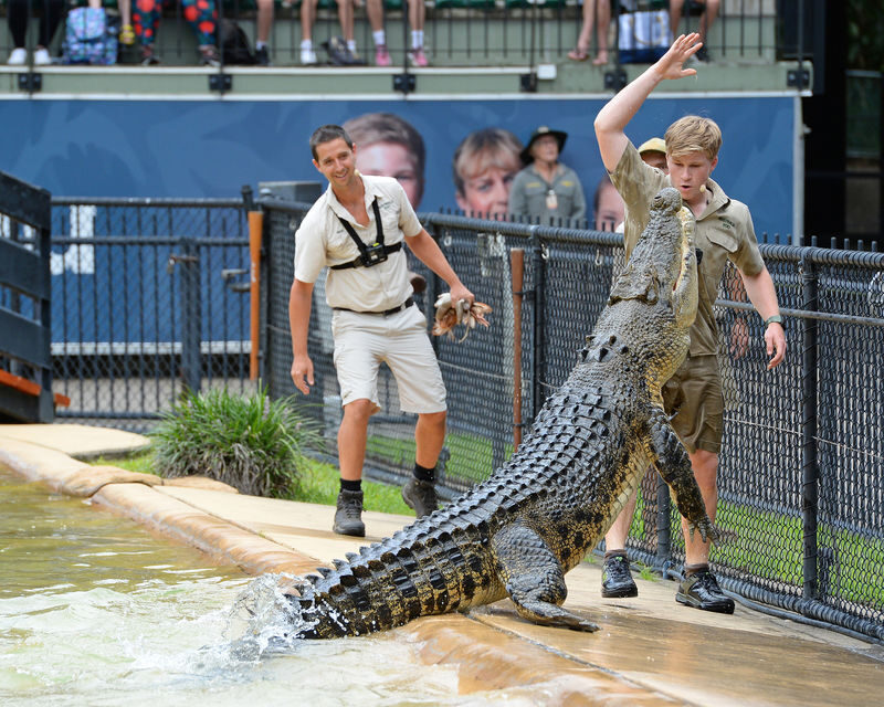 Australia Zoo Transfer and Entry Adventure - Shows, animal encounters and the limits of a hot day