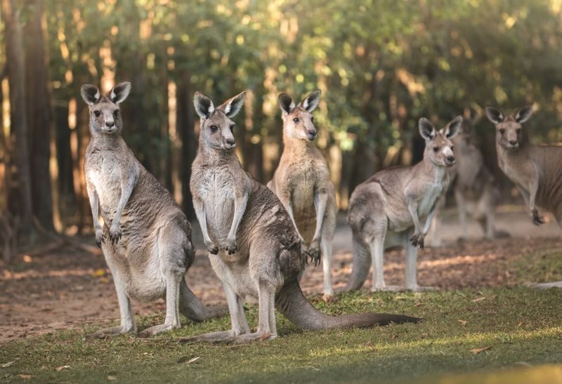 Australia Zoo Transfer and Entry Adventure - Is the transfer worth the price?