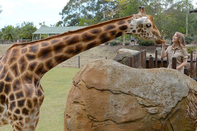 Australia Zoo Transfer from Noosa and Sunshine Coast - What to Expect from the Experience
