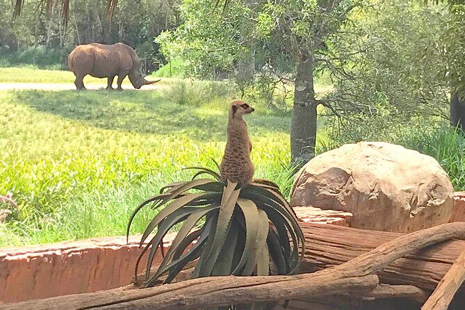 Australia Zoo Transfer from Noosa and Sunshine Coast - FAQs