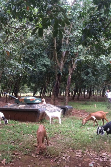 Australian Base-Long Tan-Nui Dat -Vung Tau Beach - Historical Significance