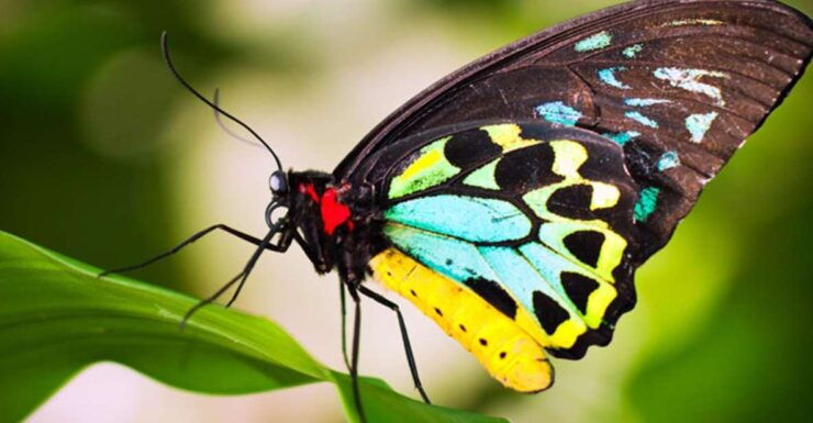 Australian Butterfly Sanctuary - Visitor Information and Booking Details