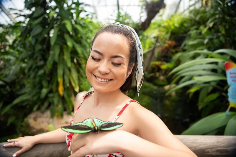Australian Butterfly Sanctuary Cairns - Looking for the Cairns birdwing