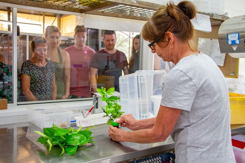 Australian Butterfly Sanctuary Cairns - Allowing one to two hours