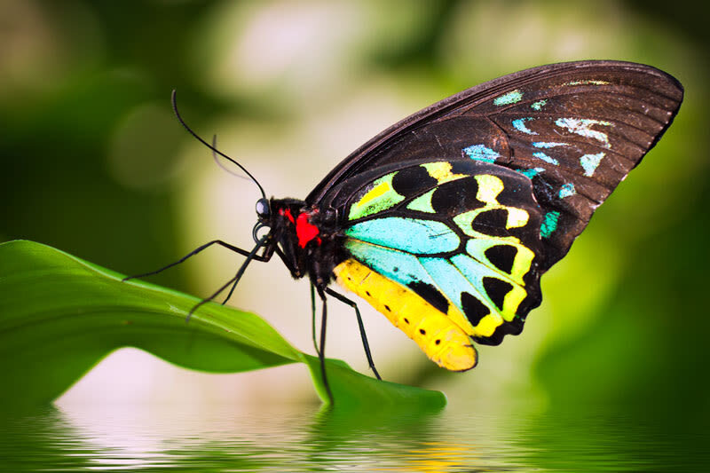 Australian Butterfly Sanctuary Cairns - Fitting it into a Kuranda day