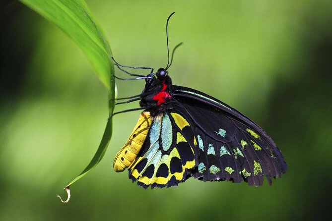 Australian Butterfly Sanctuary - Overview of Australian Butterfly Sanctuary