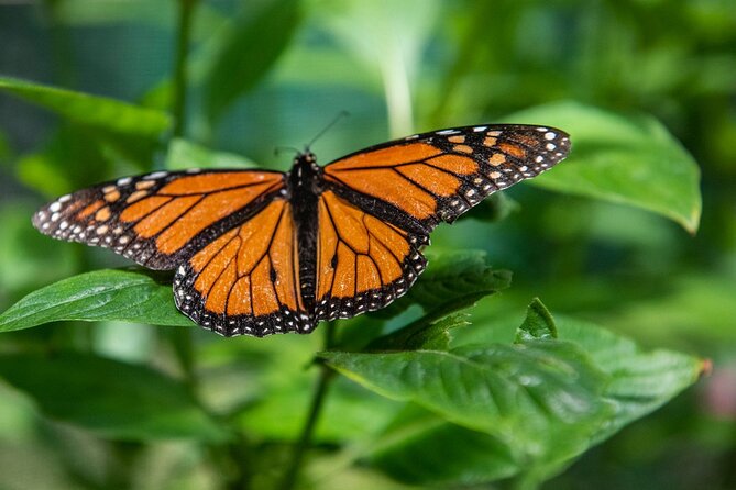 Australian Butterfly Sanctuary - Directions to Australian Butterfly Sanctuary