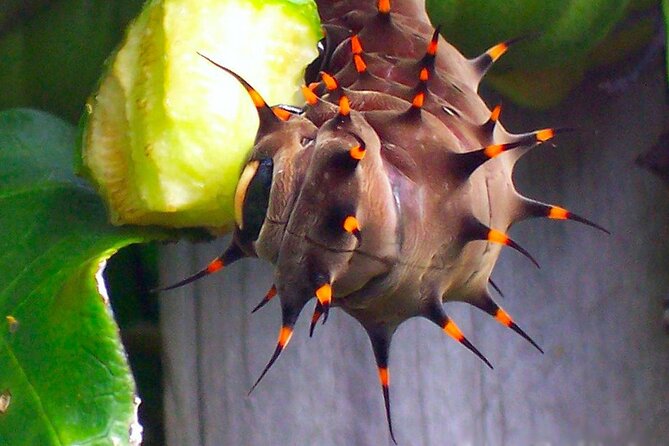 Australian Butterfly Sanctuary - Tips for Visiting Australian Butterfly Sanctuary