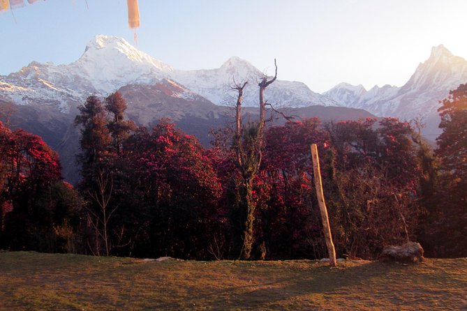 Australian Camp Panorama Trek - Local Cuisine and Dining