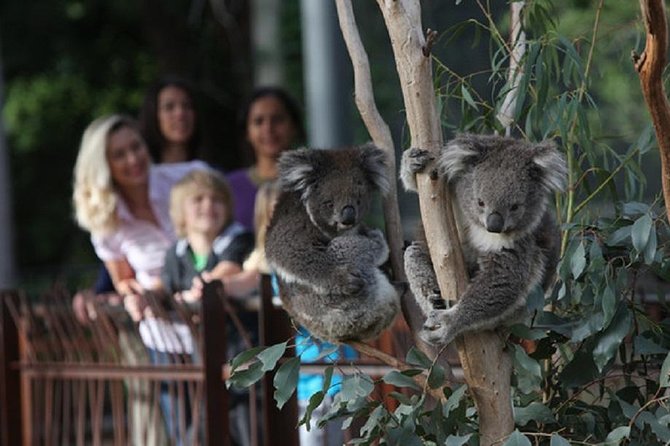 Australian Wildlife Tour at Melbourne Zoo Ticket - Tour Details