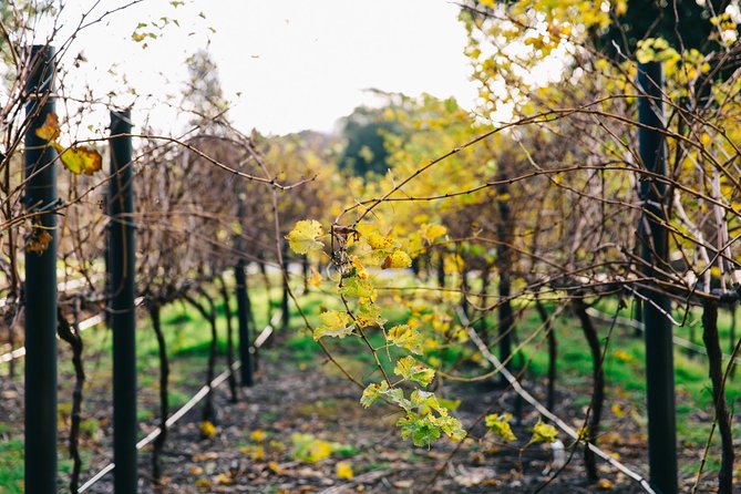 Australian Wine Discovery Tour Ticket - Reviews and Photos