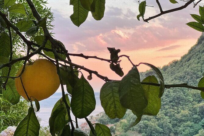 Authentic Amalfi Lemon Tour & Tasting in the Historical Garden - A Closer Look at the Amalfi Lemon Tour