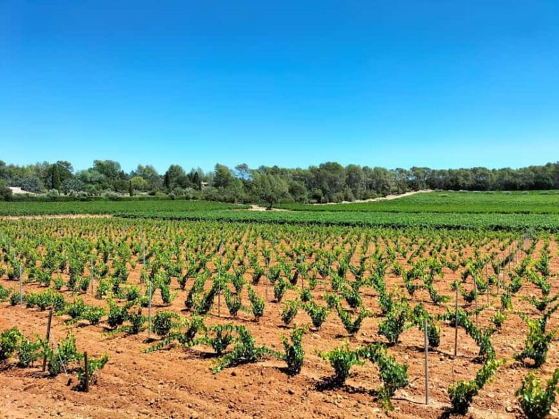 Authentic Countryside Wine Tour & Chic Aix-en-Provence - Transportation and Logistics