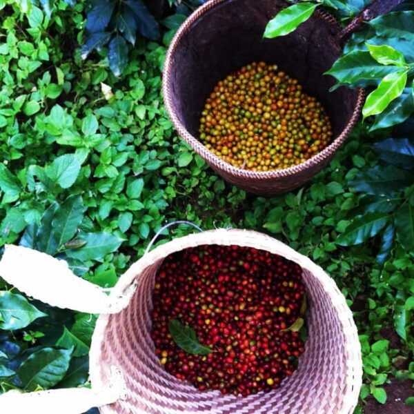 Authentic Dalat Coffee Experience & Countryside Highlights - Cultural Insights